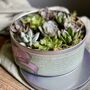 Succulents In A Biscuit Tin, thumbnail 5 of 12