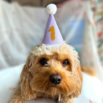 Pet Party Hat, 5 of 6