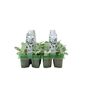 Cineraria Silver Dust 6 Pack Garden Border Plants, thumbnail 1 of 3