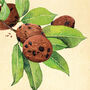 Cookies Botanical Print, thumbnail 6 of 10