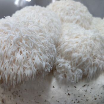 Lion's Mane Mushroom Grow Kit, 2 of 4