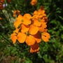 Flowers Wallflower 'Orange' Six X Plant Pack, thumbnail 2 of 6
