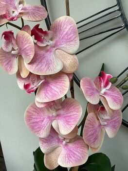 Large Pink Phalenopsis Orchid In Gold Bowl, 4 of 7