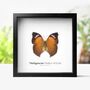 Madagascan Mother Of Pearl Insect Bug Moth Butterfly Bell Jar Entomology Taxidermy Interior Design Home Decor Cloche Modern Display Gift Ornament, thumbnail 1 of 3