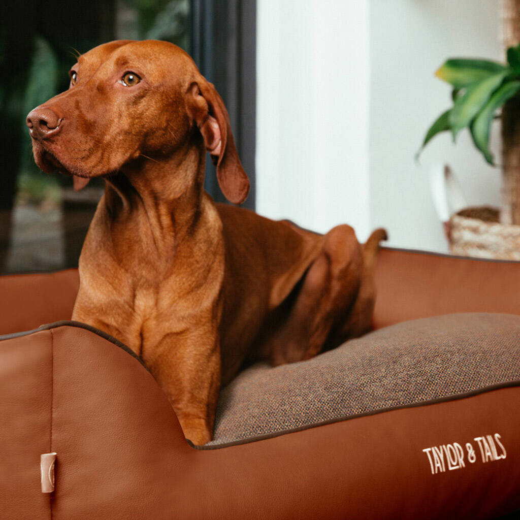 Sustainable Luxury Sofa Dog Bed Judy, 1 of 7