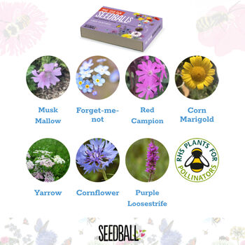 Seed Ball Making Activity Kit With Bee Friendly Wildflower Seeds, 8 of 12