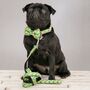 The Alderley Green Botanical Dog Collar Bow Tie And Lead Set, thumbnail 2 of 5