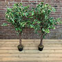 Pair Of Artificial Topiary Fig Trees, thumbnail 2 of 6