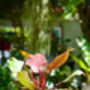 Houseplant Philodendron Red Cherry Plant In 13cm Pot, thumbnail 5 of 5