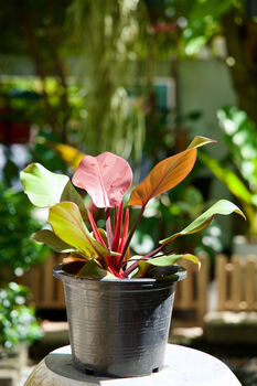 Houseplant Philodendron Red Cherry Plant In 13cm Pot, 5 of 5