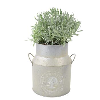 Lavender Angustifolia In Milk Churn Planter, 3 of 3
