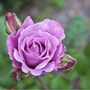 Climbing Rose Blue Moon One Plant In Five Litre Pot, thumbnail 4 of 5