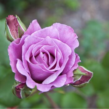 Climbing Rose Blue Moon One Plant In Five Litre Pot, 4 of 5