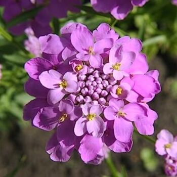 Wildflower Seeds 'Pretty In Pink' 400 X Seed Pack, 6 of 8