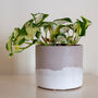 Medium Jesmonite Planter : Flora, thumbnail 3 of 3