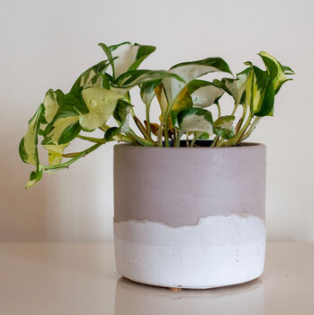 Medium Jesmonite Planter : Flora, 3 of 3