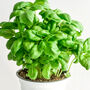 Gardening Gift. Grow Your Own Herbs. Basil Seeds Kit, thumbnail 3 of 4