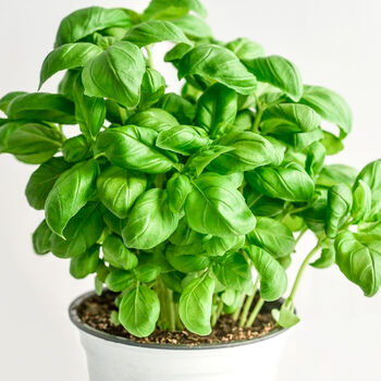 Gardening Gift. Grow Your Own Herbs. Basil Seeds Kit, 3 of 4