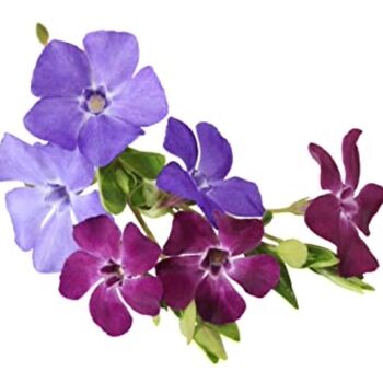 Vinca Minor 'Atropurpurea' One X Plant In 1 Litre Pot, 6 of 6