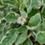 Dogwood Plants, Cornus Alba 'Dogwood', thumbnail 2 of 7
