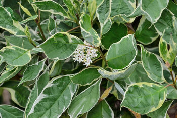 Dogwood Plants, Cornus Alba 'Dogwood', 2 of 7