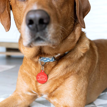 Personalised 'Hello My Name Is' Pet ID Tag, 5 of 9