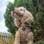 Woodland Badger Dog Harness, thumbnail 7 of 12