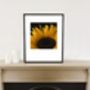 Sunflower Photographic Art Print, thumbnail 2 of 4