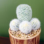 20cm Artificial Cactus Plant Arrangement, thumbnail 3 of 3
