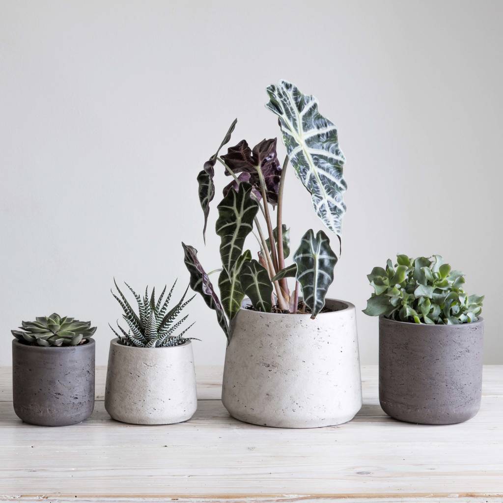 cement plant  pot  set of two by idyll home 