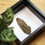 Woolly Mammoth Bone Box Frame Real Authentic Jurassic Dinosaur Fossil Museum Quality Natural History Interior Design Home Decor Display Gift Ornament, thumbnail 2 of 5