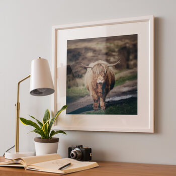 Highland Cow Photograph, 4 of 4