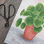 Chinese Money Plant Illustrated Print, thumbnail 4 of 5