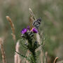 Guided Woodland Nature Walk For One In The South Downs, thumbnail 7 of 9