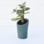 Concrete Mini Vessel Planter, Pen Pot, Desk Tidy, thumbnail 3 of 7
