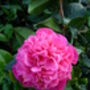 Camellia Debbie, Personalised Plant Gift, thumbnail 1 of 2