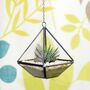 Small Geometric Glass Vase Succulent Terrarium Kit, thumbnail 1 of 4