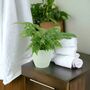 Monstera Monkey Mask Swiss Cheese Houseplant, thumbnail 5 of 5