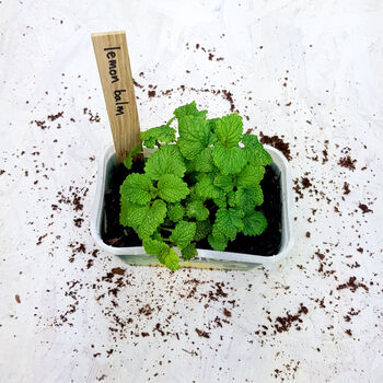 Grow Your Own Herbal Tea Seed Kit, 7 of 9