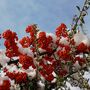 Firethorn Plants, Pyracantha 'Red Column', 10 L Pots, thumbnail 3 of 4