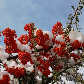 Firethorn Plants, Pyracantha 'Red Column', 10 L Pots, 3 of 4