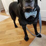 Milo's Blue Arrow Harris Tweed Dog Bow Tie, thumbnail 2 of 3