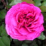 Rose Special Son, Garden Rose Gift, thumbnail 2 of 2