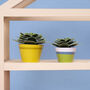 Make Your Own Soothing Succulent Paper Plant, thumbnail 3 of 4