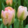 Tulipa Groenland – 15 Green And Pink Tulip Bulbs, thumbnail 2 of 3