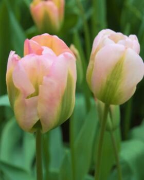 Tulipa Groenland – 15 Green And Pink Tulip Bulbs, 2 of 3