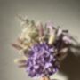 Purple Hydrangea Dried Flower Posy With Jar, thumbnail 3 of 7