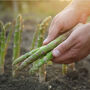 Vegetable Plants Asparagus 'Gijnlim' One X Two L Pot, thumbnail 2 of 5
