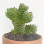 Unusual House Plant Buddhas Temple, thumbnail 2 of 3