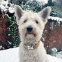 Cookie And Cream Harris Tweed Dog Bow Tie, thumbnail 3 of 4